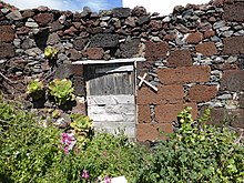 En un muro antiguo de Sabinosa crecen varias sanjoras (Aeonium hierrense).