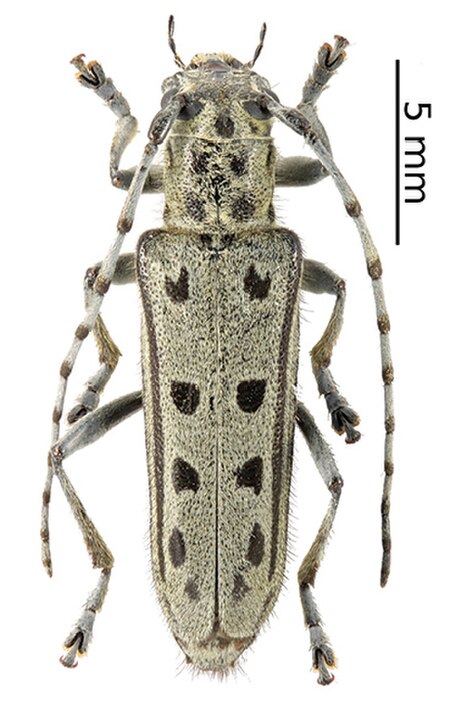 Fail:Saperda alberti (female, whitish form) (10.3897-zookeys.805.29660) Figure 4 (cropped).jpg