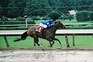 <span class="mw-page-title-main">Music Note</span> American-bred Thoroughbred racehorse