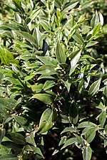 Vignette pour Sarcococca confusa