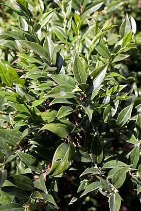 Beskrivelse av bildet Sarcococca confusa - Feuillage.jpg.