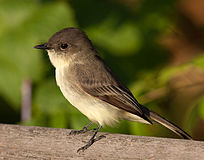 Sayornis phoebe - Owen Conservation Park, Madison, Viskonsin, AQSh-8.jpg