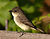 Sayornis phoebe -Owen Conservation Park, Madison, Wisconsin, USA-8.jpg