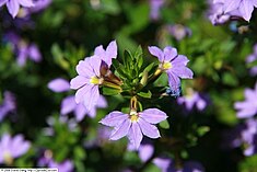 Flores violetas de Scaevola aemula