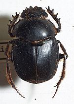 Miniatura para Scarabaeus bonellii