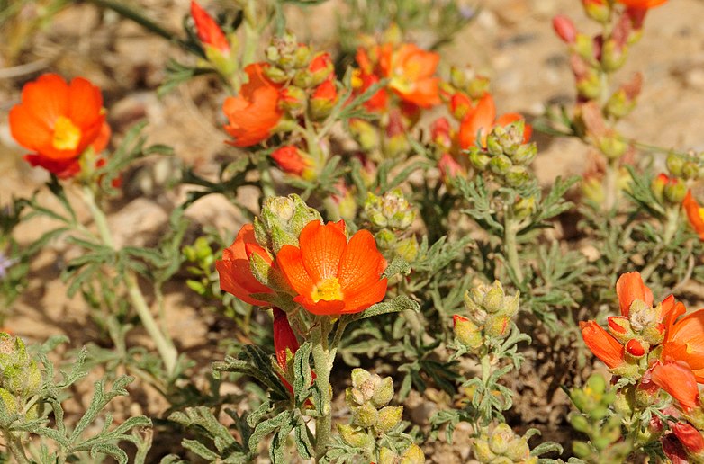 The scarlet globe mallow (Sphaeralcea coccinea) is a drought-escaping plant with natural drought tolerance. Some of its natural adaptations include silver-gray hairs that protect against drying; a deep root system; and having seeds that only germinate when conditions are favorable.