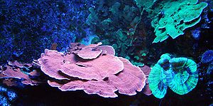 Steinkorallen der Gattungen Montipora und Scolymnia