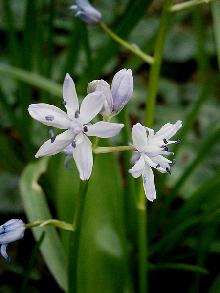 File:Scilla lilio-hyacinthus closeup.jpg