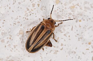 <i>Scirtes oblongus</i> Species of beetle