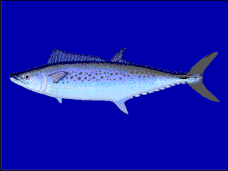 Australian spotted mackerel Species of fish