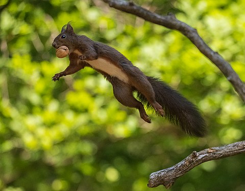 Flying squirrel Photographer: Dedenikon