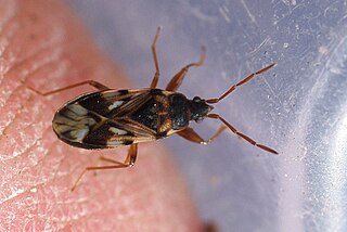 <i>Scolopostethus pictus</i> Species of dirt-colored seed bug