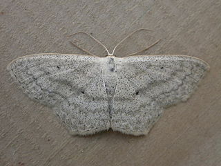 <i>Scopula nigropunctata</i> Species of geometer moth in subfamily Sterrhinae