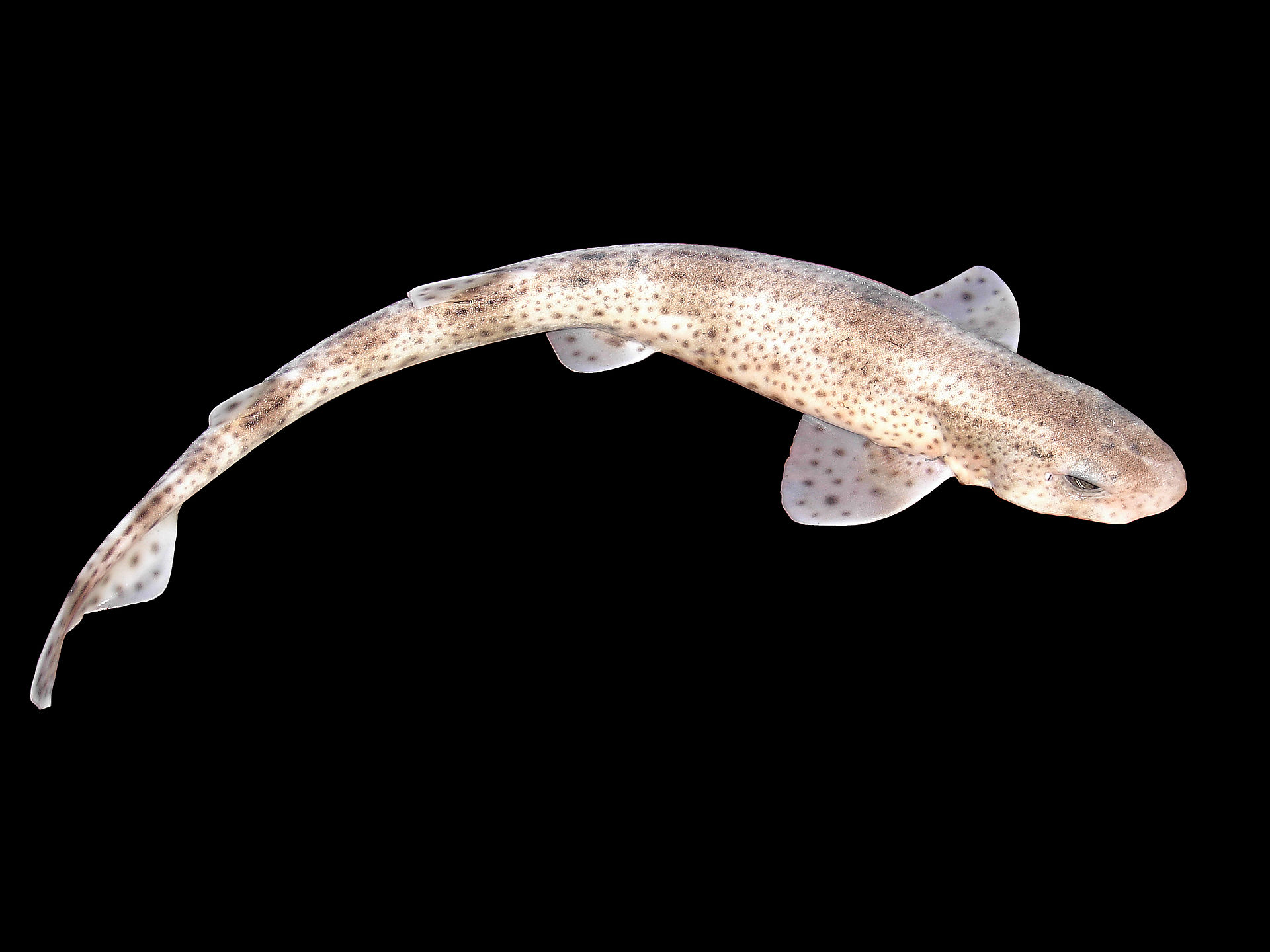 Scyliorhinus canicula - Wikispecies