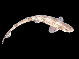 Дрібнопляма котяча акула (Scyliorhinus canicula)