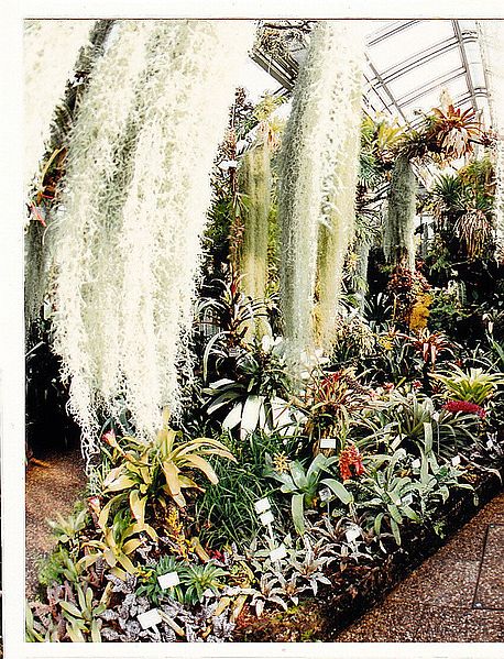 File:September Tropic Botanischer Garten Berlin - Botany Photography 1989 - panoramio.jpg