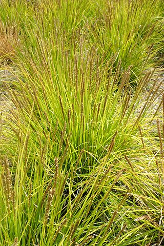 <i>Sesleria autumnalis</i> Species of grass