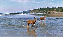 Shi Shi Beach Shi Shi Beach two deer.jpg