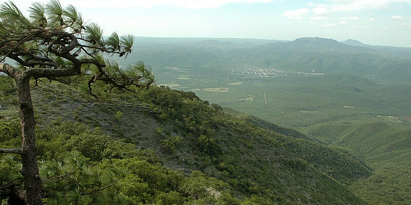 File:Sierra San Carlos, with Pinus teocote (left), Municipality of San Carlos, Tamaulipas, Mexico (12 July 2007).jpg