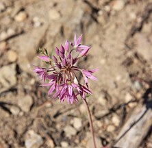 Sierra onion, close (Allium campanulatum)