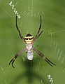 Signature spider with egg sac @ Kanjirappally.jpg