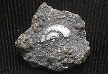 Fosilli kireçtaşında gümüşle değiştirilen gastropod (Leadville Limestone, Lower Mississippian; 70-55 milyon yıl önce mineralizasyon; Smuggler Mine, Aspen, Colorado, ABD) 1 (24282644251) .jpg