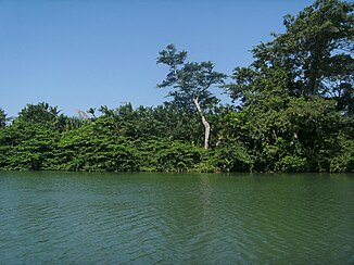 Végétation des berges le long du cours moyen de la rivière S Committee, 2001