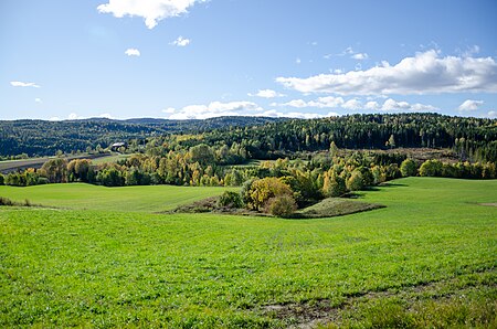 Skoger landskap