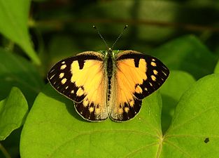 Small Salmon Arab Colotis amata UP by Dr. Raju Kasambe DSCN1070 (19).jpg