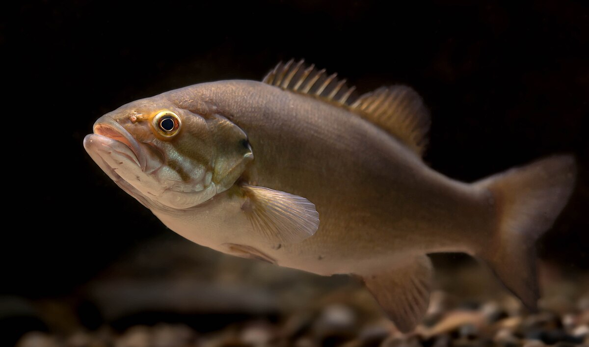 Closeup of a smallmouth bass (Micropterus dolomieu) with fishing