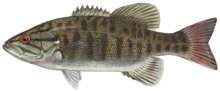 Smallmouth basszusgitár.png