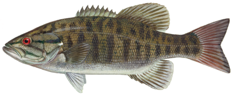 Micropterus dolomieu