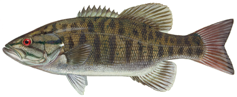 Smallmouth Bass