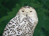 Owl, Snowy Bubo scandiacus