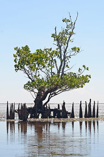 Mangroves are hardy shrubs and trees that thrive in salt water and have specialised adaptations so they can survive the volatile energies of intertida