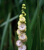 Sparganium eurycarpum﻿(інші мови)