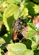 Ammophila sp. (Sphecidae)