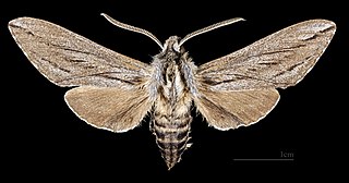 <i>Sphinx sequoiae</i> Species of moth