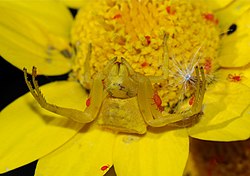 Blomsterkrapspindel som deler sin blomst med fløjlsmider (Eutrombidium rostratus)