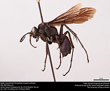 Самка осы-паука (Pompilidae, Anoplius aethiops) (40931028642) .jpg