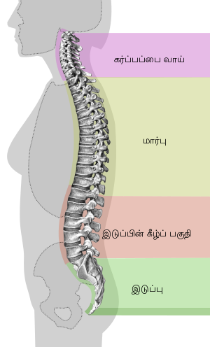Spinal column curvature-ta.svg