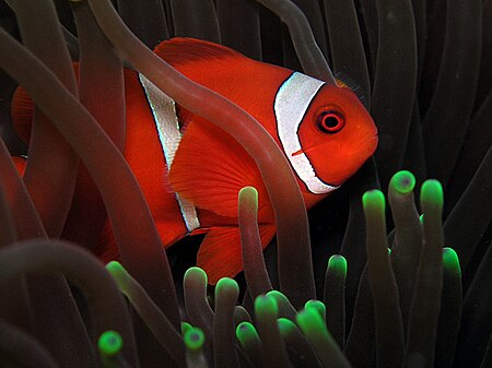 Amphiprion biaculeatus