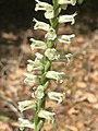 Spiranthes sylvatica