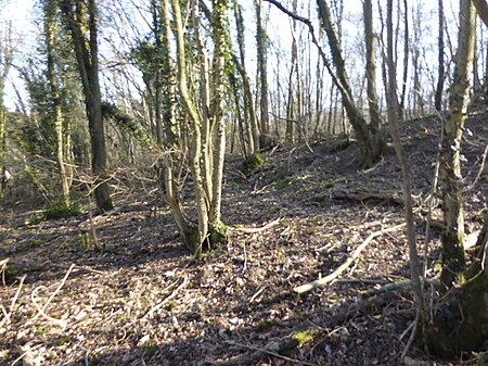 Spong Wood 3