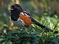 Thumbnail for File:Spotted Towhee (25217728801).jpg