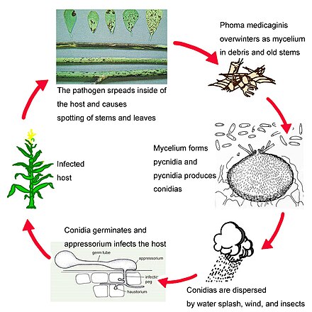 Spring Black Stem Disease Cycle Spring Black Stem Disease Cycle.jpg