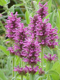 Stachys monieri