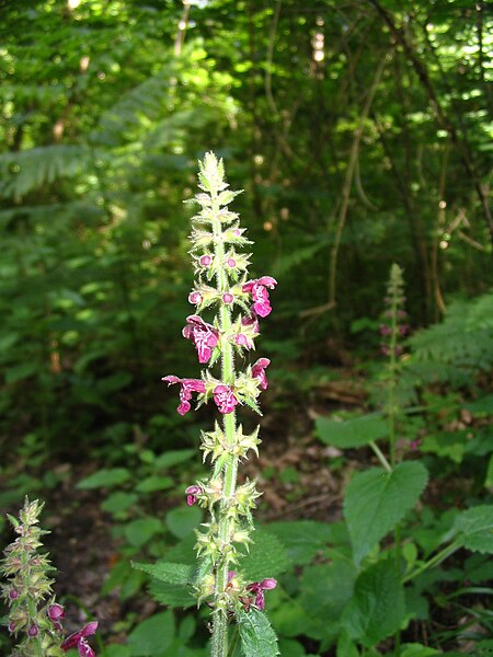 File:Stachys sylvatica - hampe florale.JPG