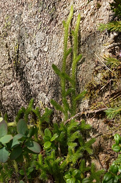 File:Stag's-horn Clubmoss (Lycopodium clavatum) - Bergen, Norway 2021-07-31 (01).jpg