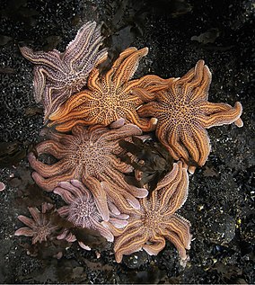 Une constellation d'étoiles de mer récifales (Stichaster australis) durant la marée basse, au nord de Lion Rock, près d'Auckland, en Nouvelle Zélande. (définition réelle 2 121 × 1 510)